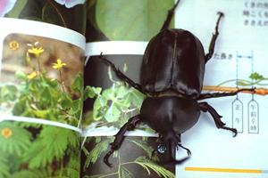 ペット火葬をする際の方法と提案