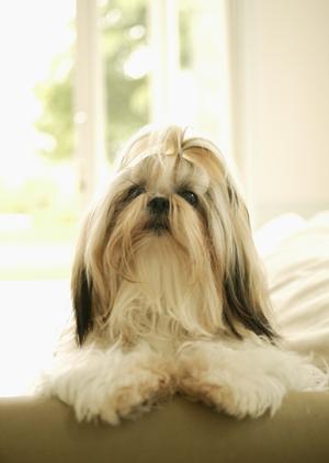 信頼できる動物病院が横須賀にある