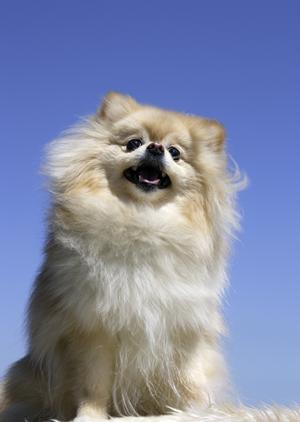 我が家に迎えよう！可愛いビションたち