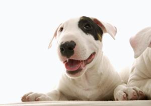 極小のかわいい仔犬たちに会いに行こう