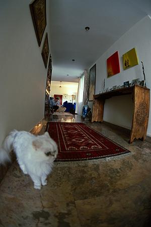 ペット保険で年齢のことが気になるなら