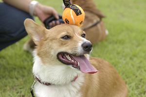 ペット輸送を安全に行う方法とは？信頼できるサービスとストレスフリーな運搬術を徹底解説！