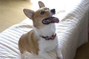 猫の健康を守るロイヤルカナン療法食の選び方と効果ガイド