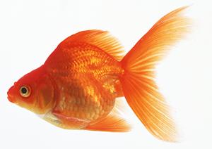 旭川市豊岡にある自然に配慮した動物病院「緑の森どうぶつ病院 豊岡病院」の詳細解説