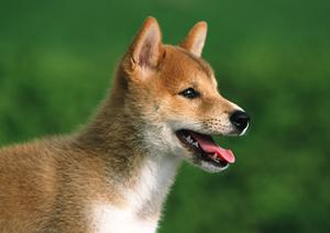 信頼と実績のアサンテによるシロアリ駆除サービス｜即日対応・土日祝も受付