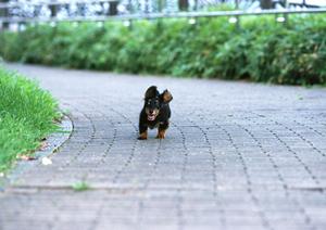 ケージレスペットホテルで伸び伸び過ごす