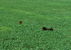 犬に最適な療法食を販売するストア