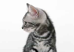 ペットとの新生活をスムーズに！大阪での引越しガイドとおすすめサービスまとめ