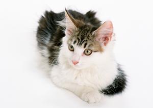 旭川市大町の緑の森どうぶつ病院｜自然に囲まれたリラックス環境と最新設備を備えた総合動物病院