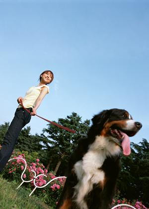 販売されているドッグフードの一押し