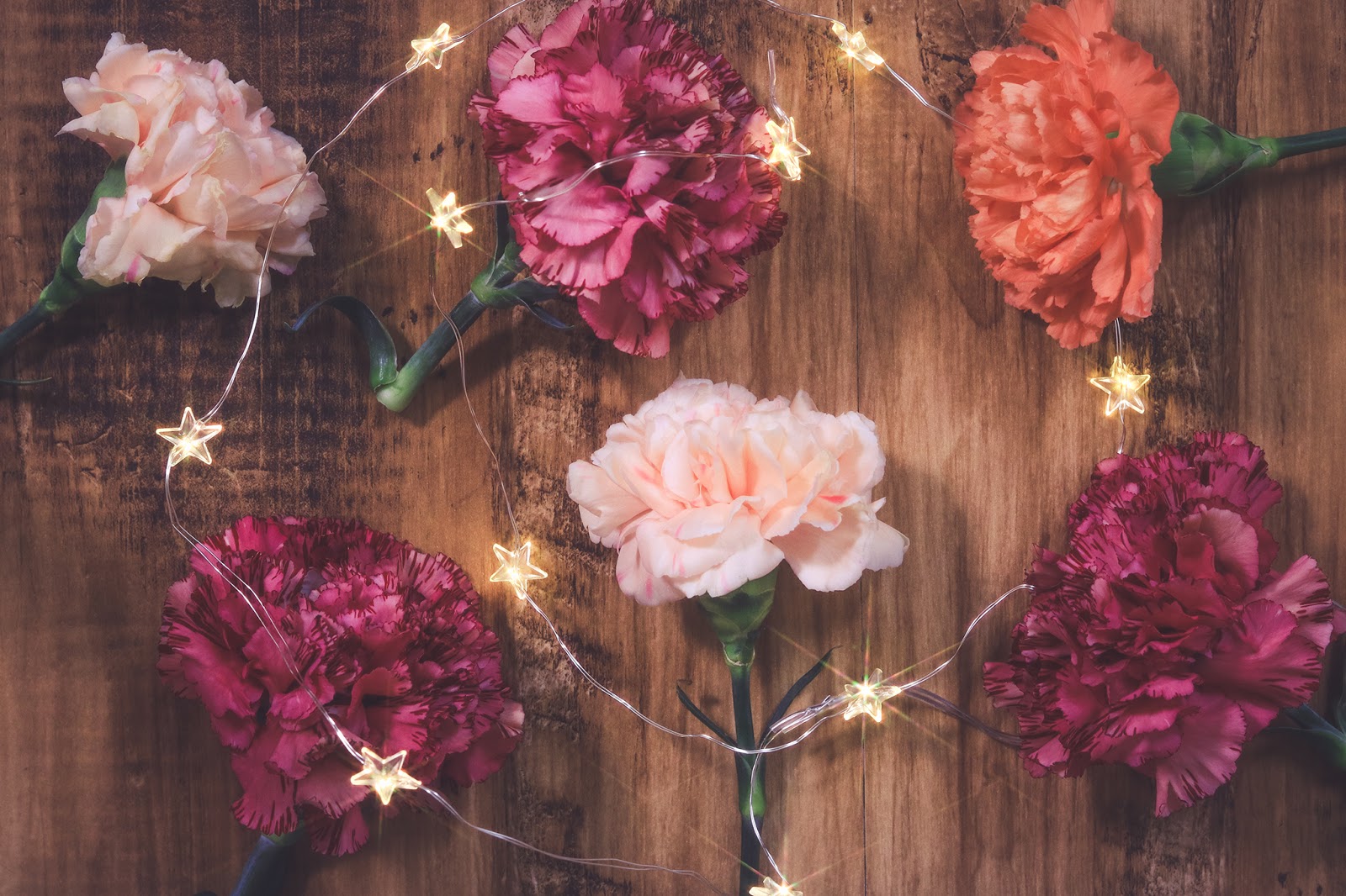 人気の小型犬を探そう